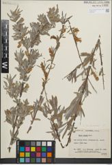 Foto von Salix hindsiana Benth.
